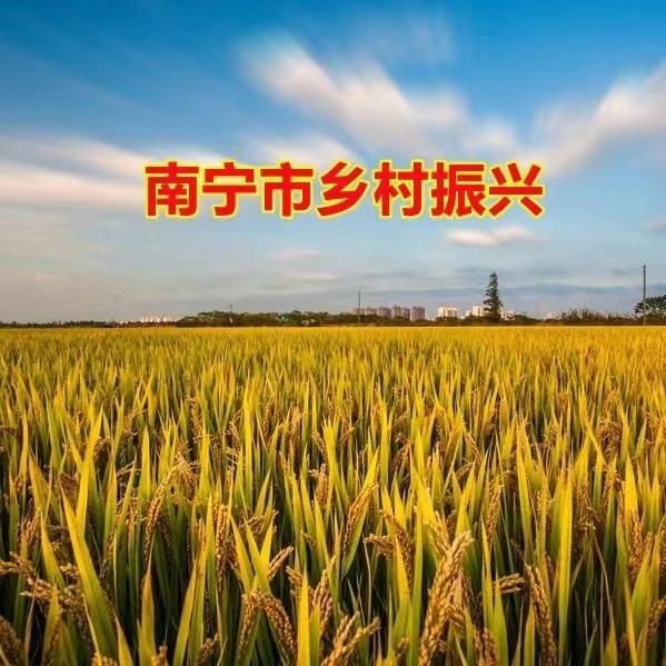 南宁乡村振兴