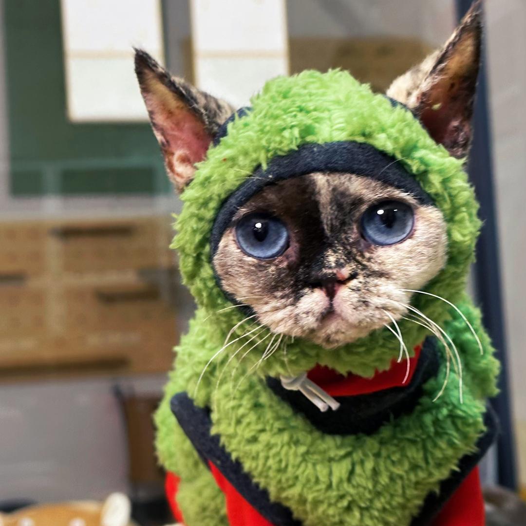 赤发姐的卷毛猫