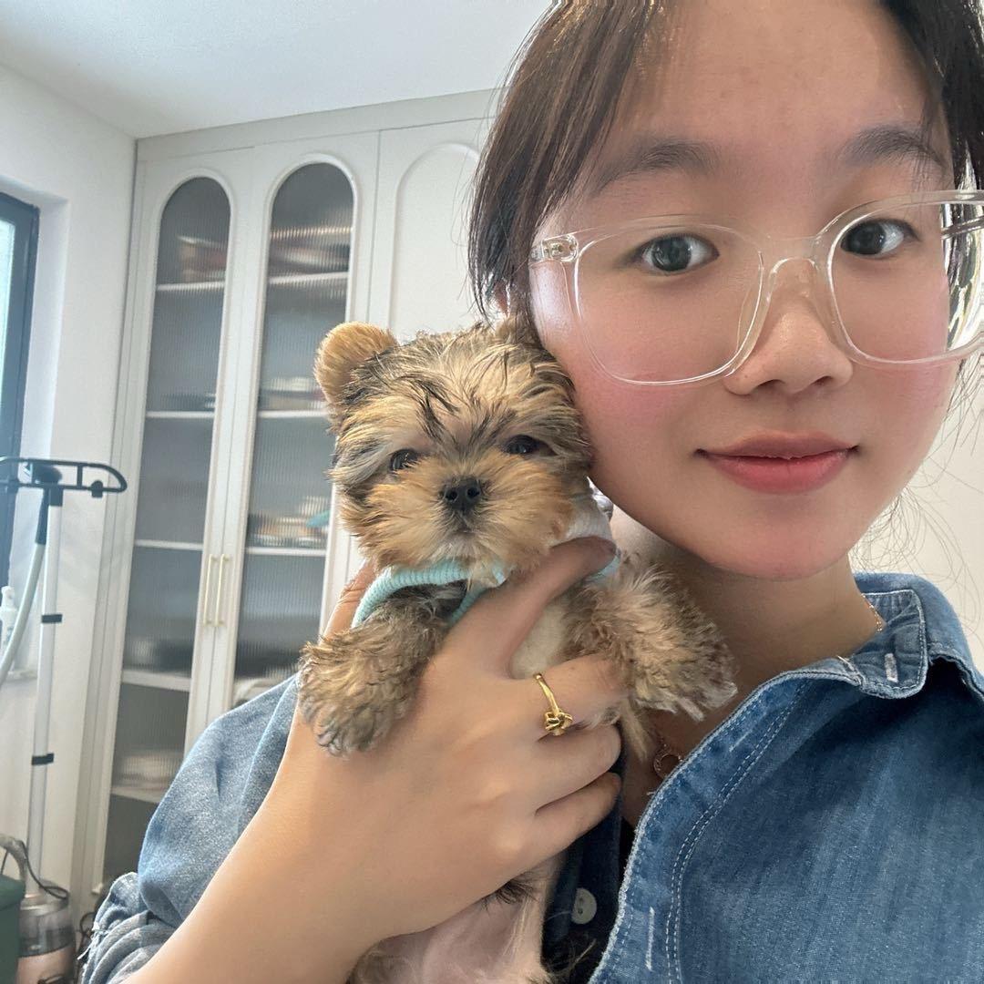 小小薇的约克夏
