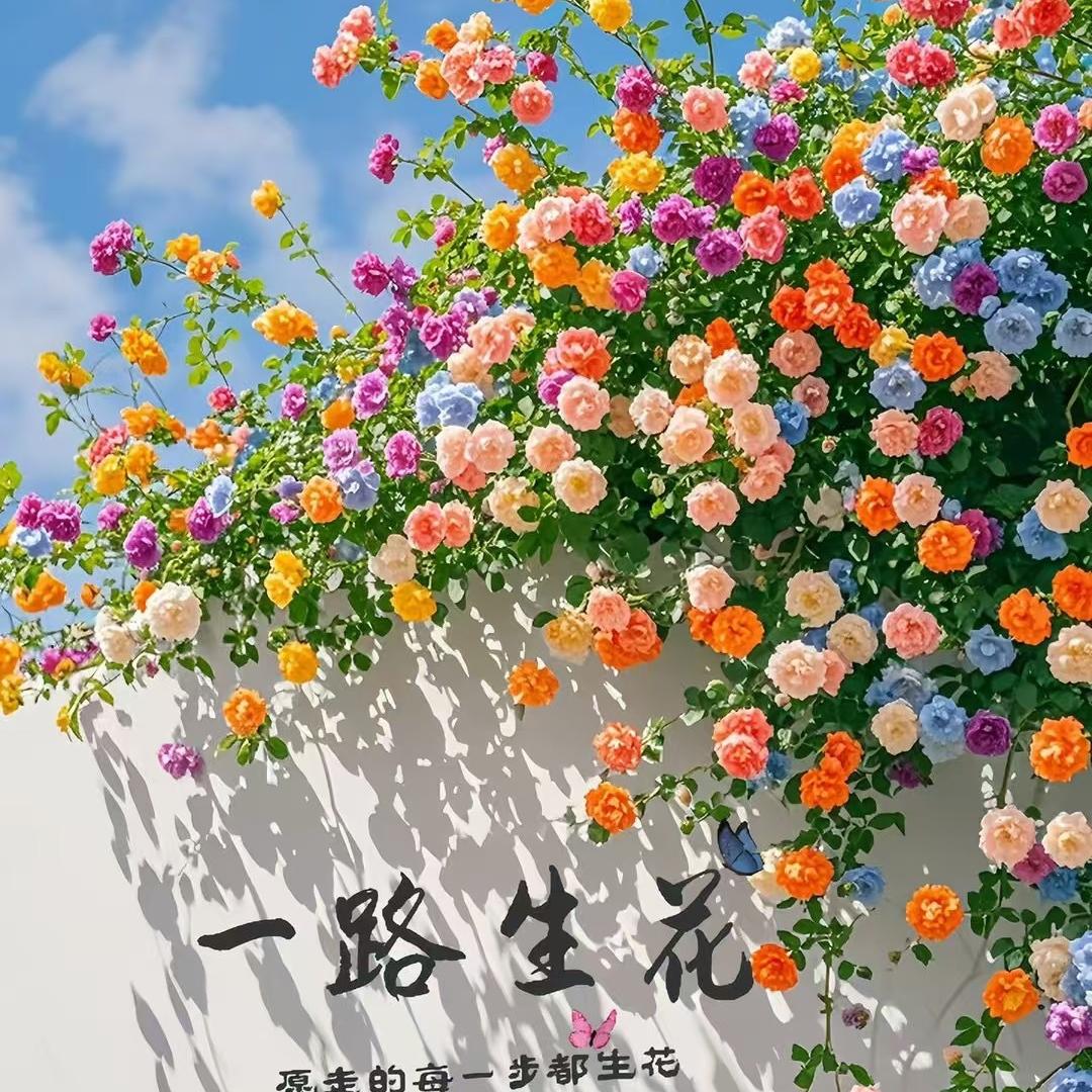 云岩区优康宝贝