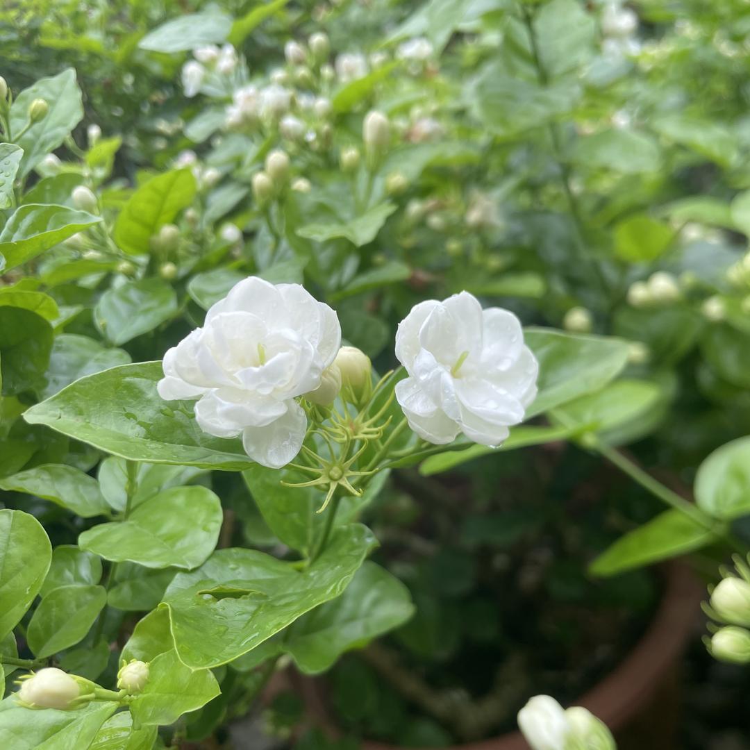 茉莉情缘