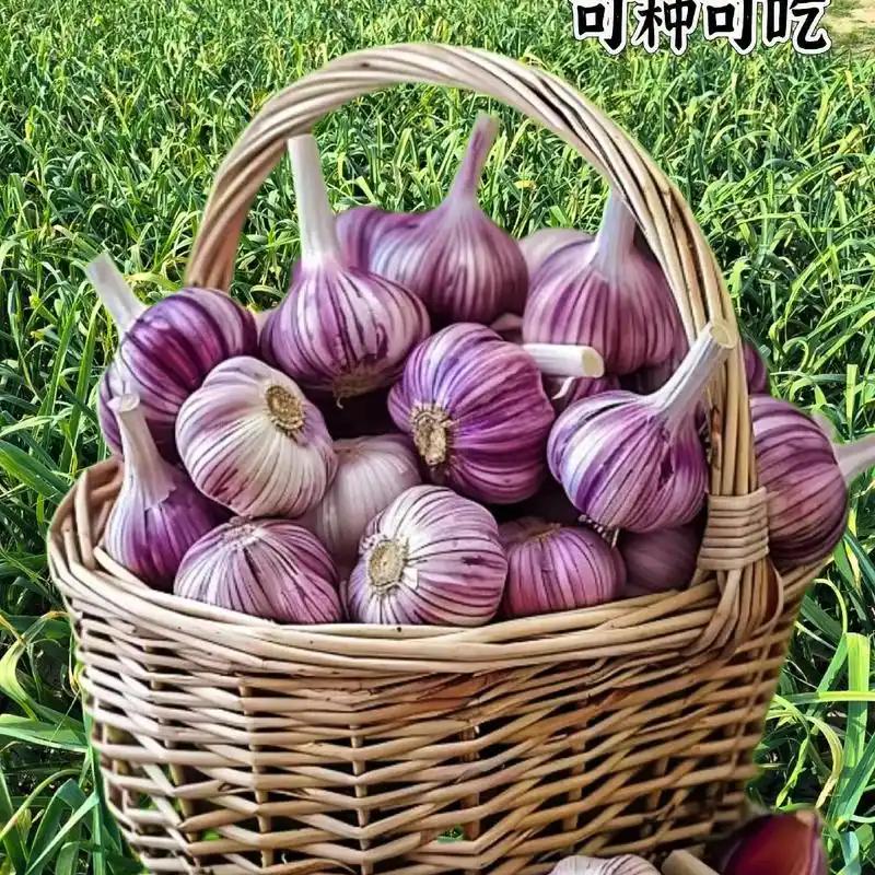 万亩大蒜种植基地