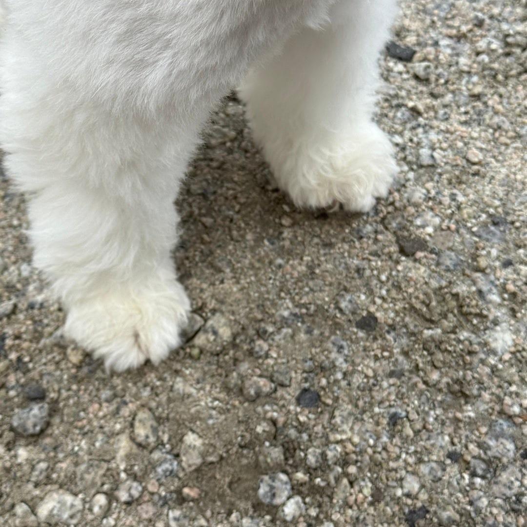 丰县火狐狸百货