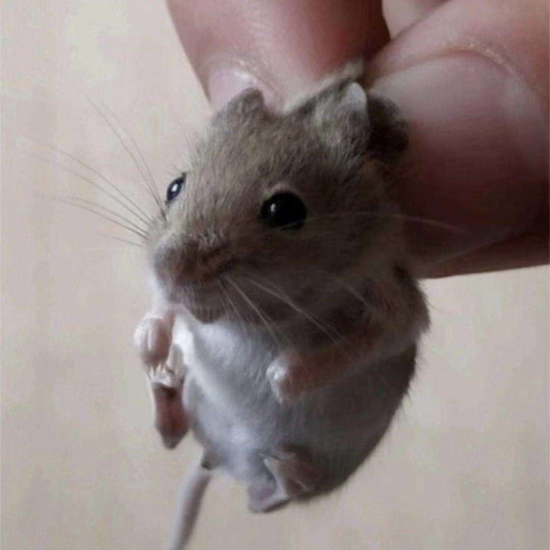 中华人民共和国公民