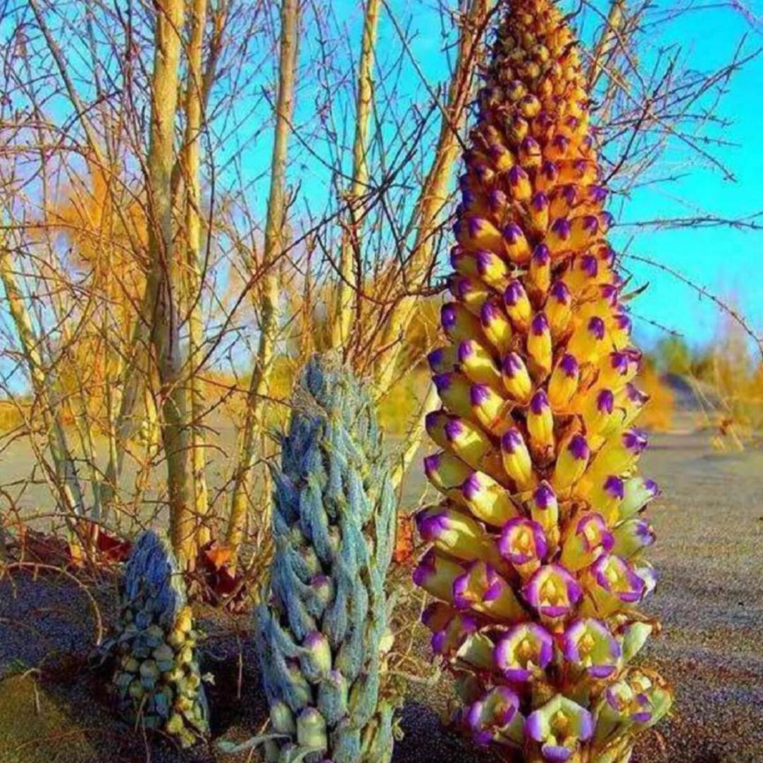 内蒙古优质农品精选