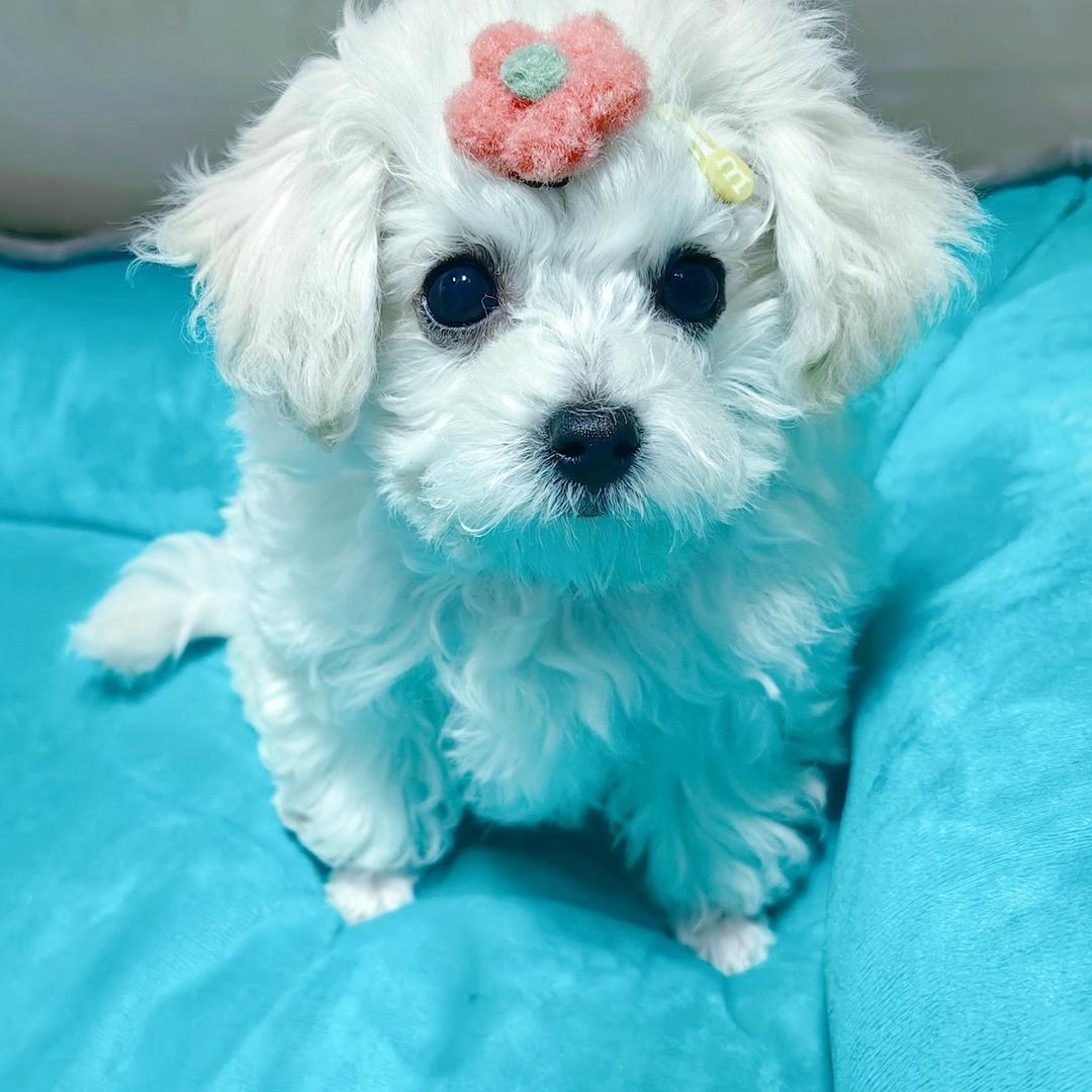 雪球儿妹妹呀