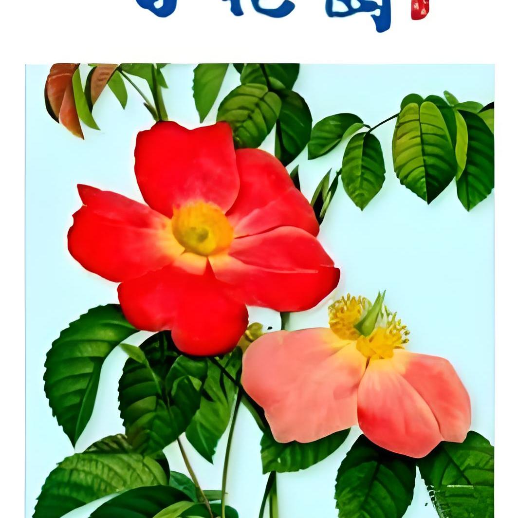 百花园杂志