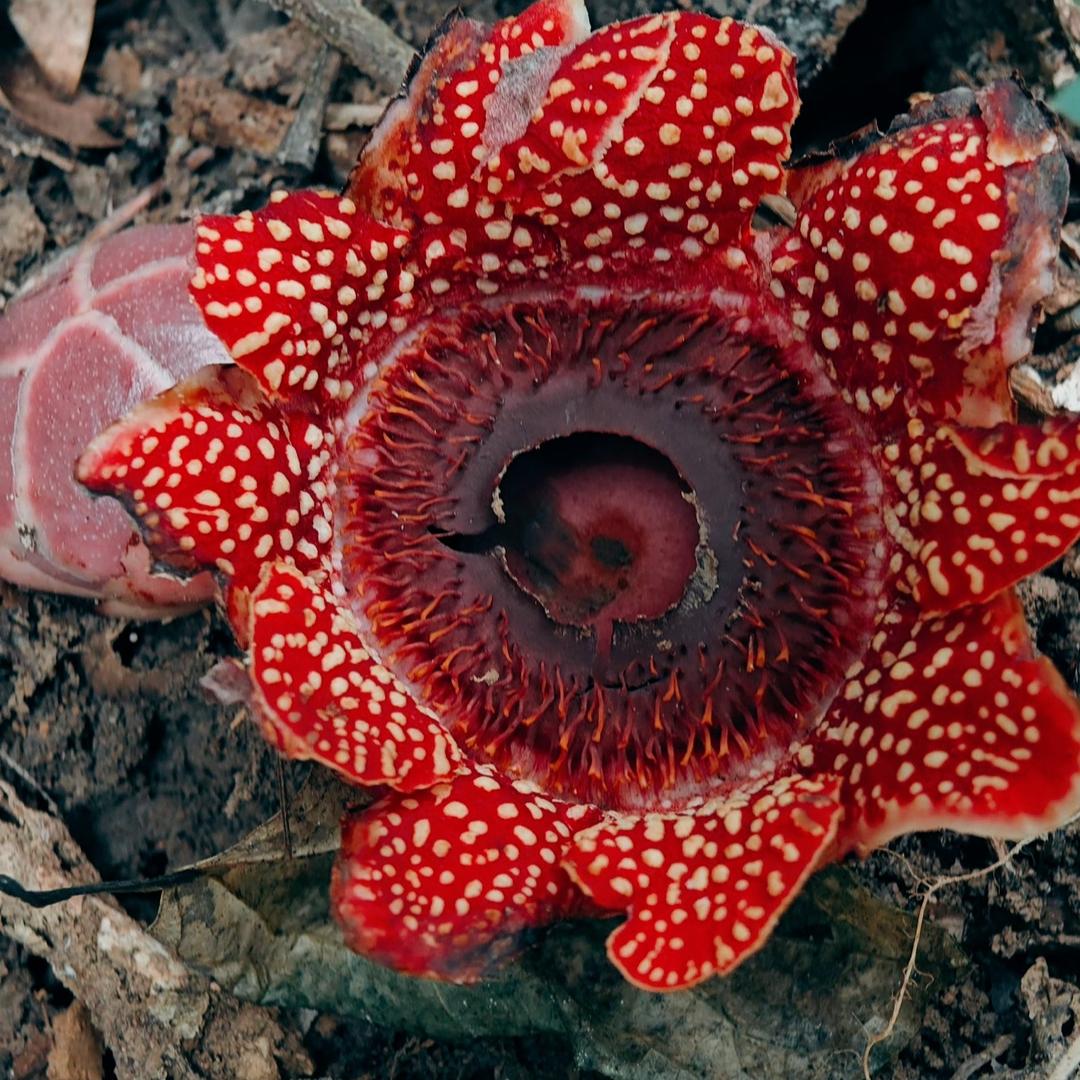 基诺山徒步攻略