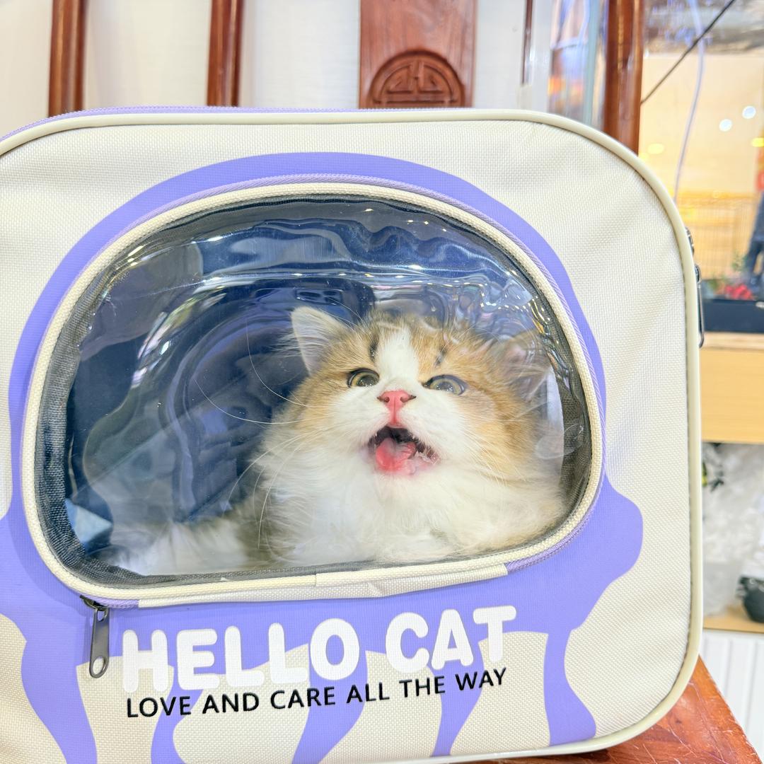 遵义多莱萌宠猫咪直播