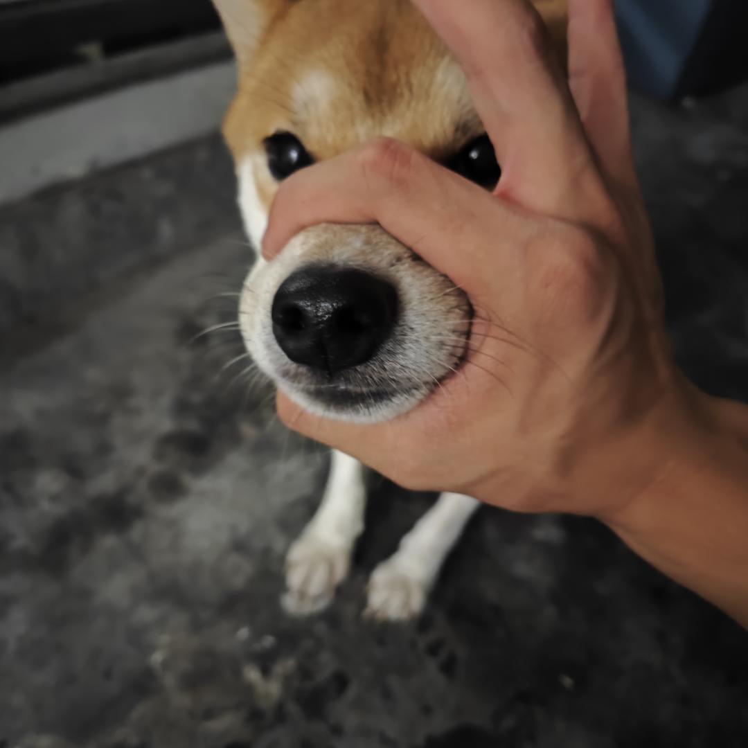 吃不撑的大黄