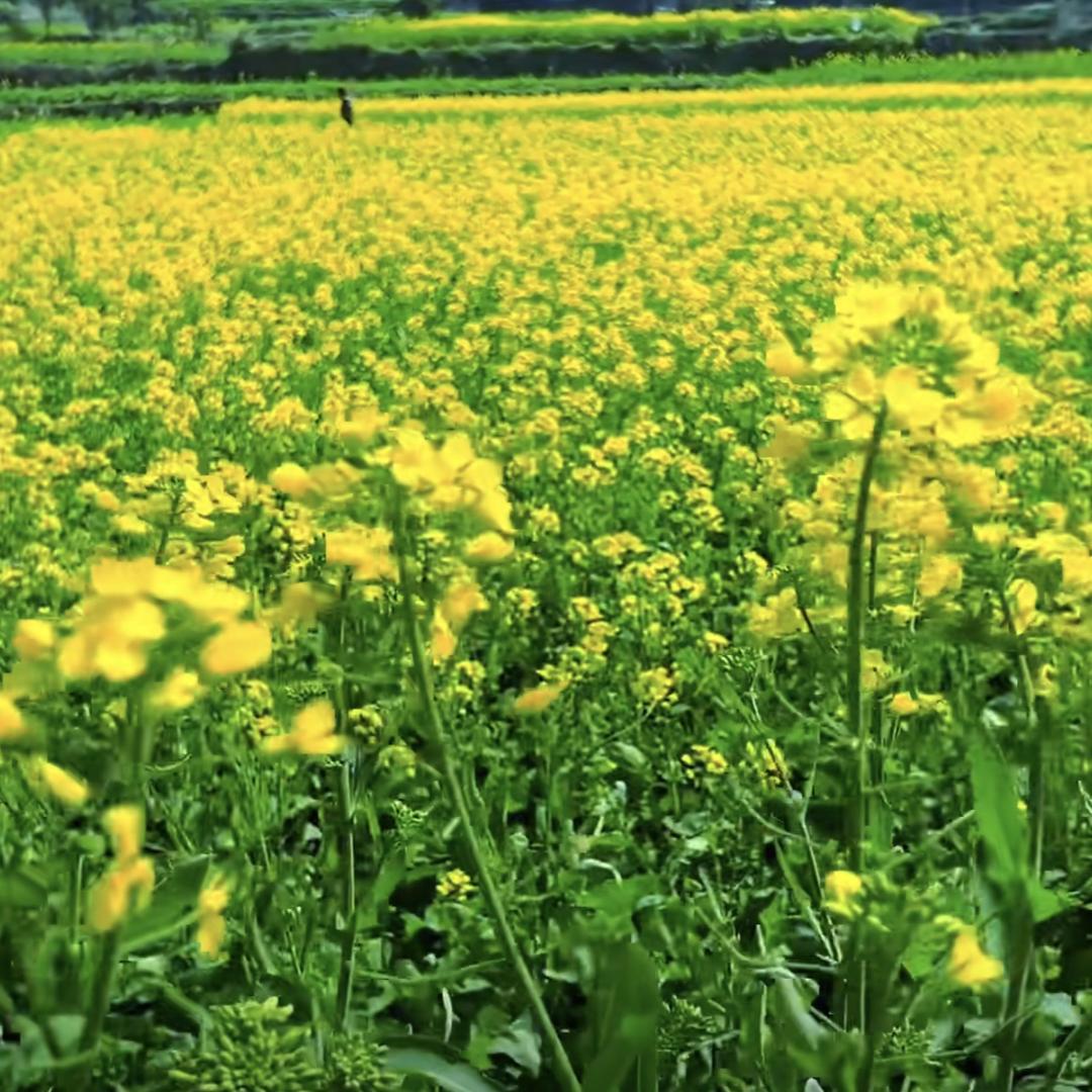 日化洗护源头厂家