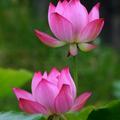 @蓝莲花