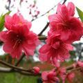 桃花飘香-乐园