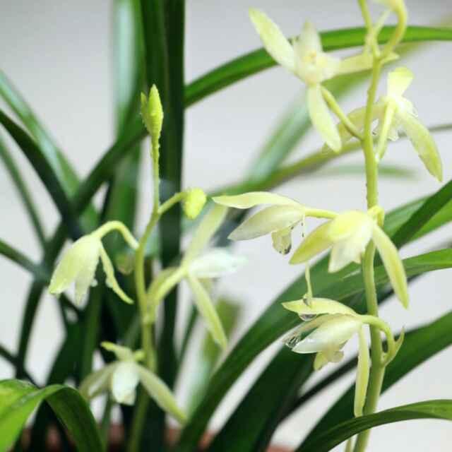 素馨兰