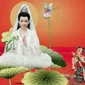 冰山上的雪莲