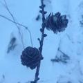 阿妈妮_229442