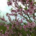 花好月圆