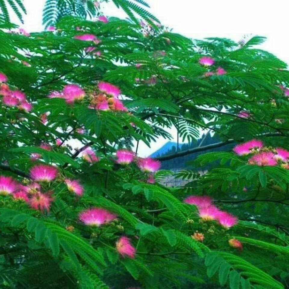 蓉花树~
