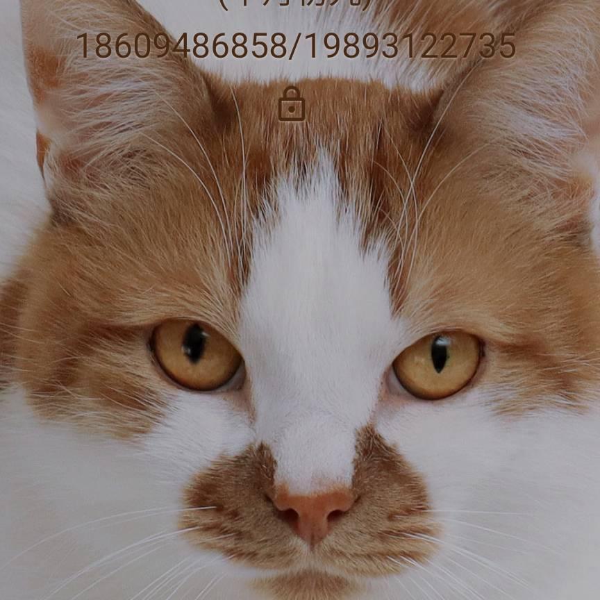 我是荷塘月色！