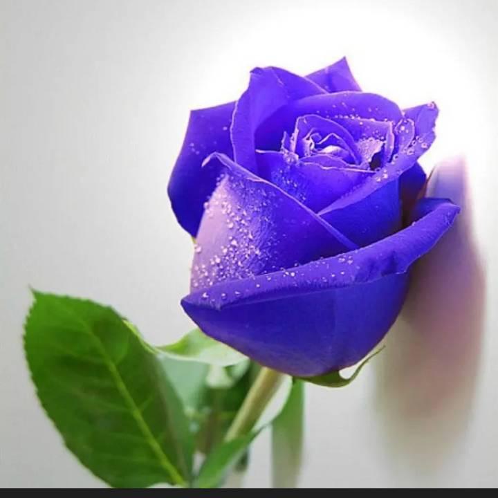 유일한사랑唯爱