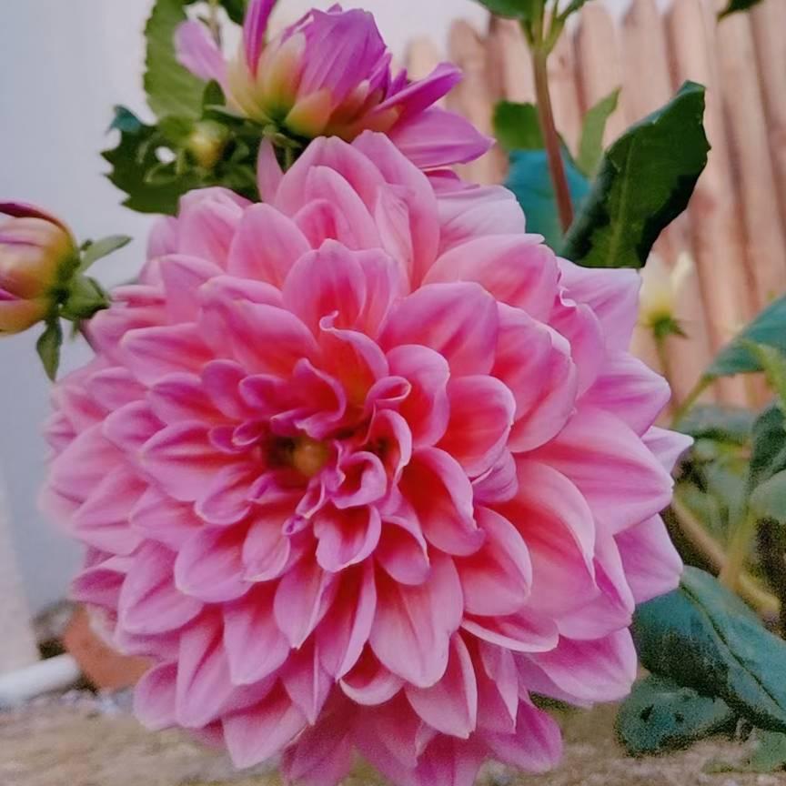 沉默悦来