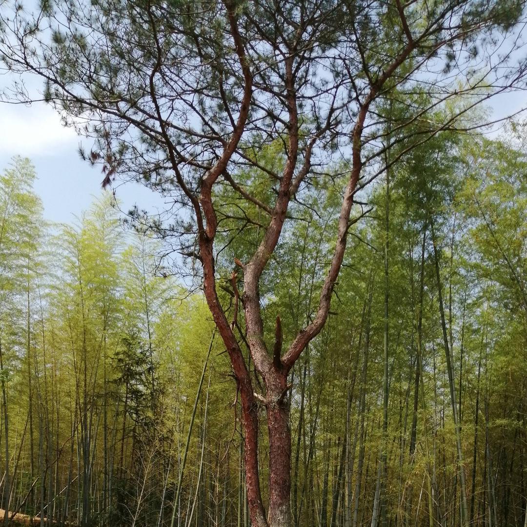 月朦胧