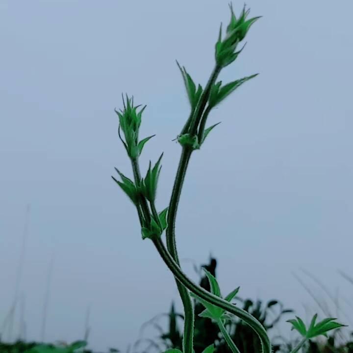 修行的 拉拉秧🔥