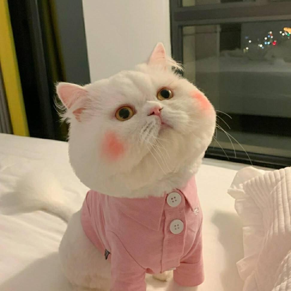 小瞳