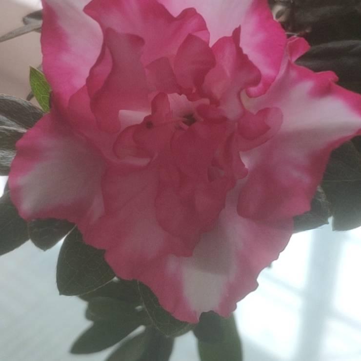 花好月圆1lj5