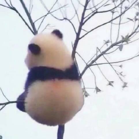 老马