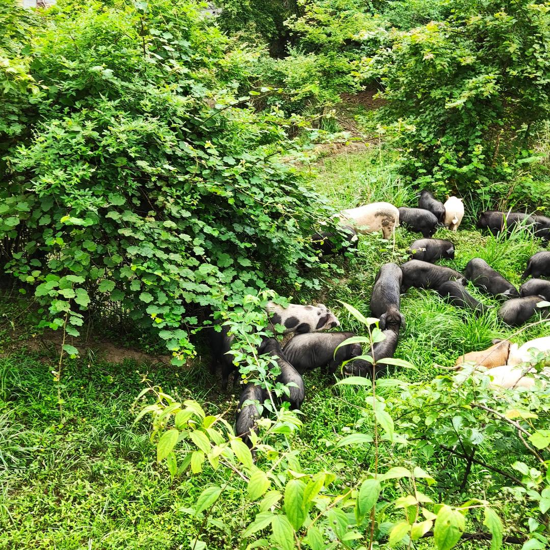 芷江黄哥，跑山黑猪养殖