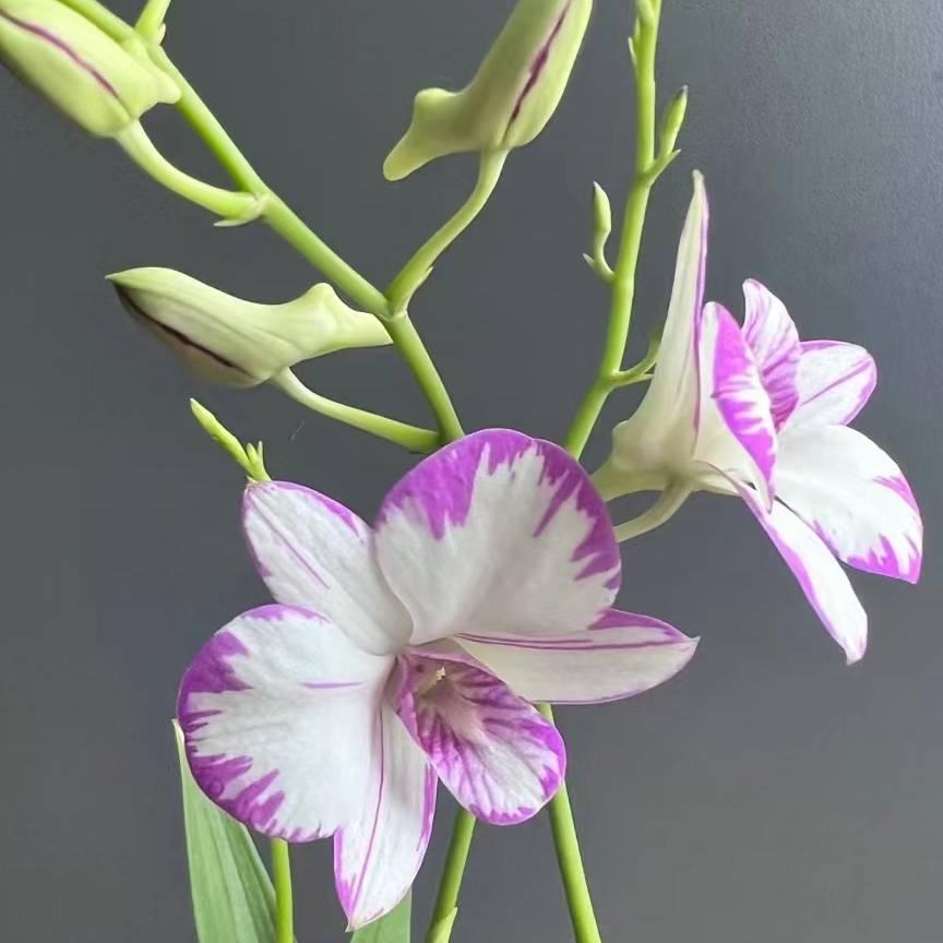 我行我素