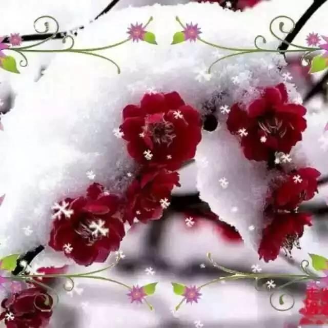 一生知己是梅花