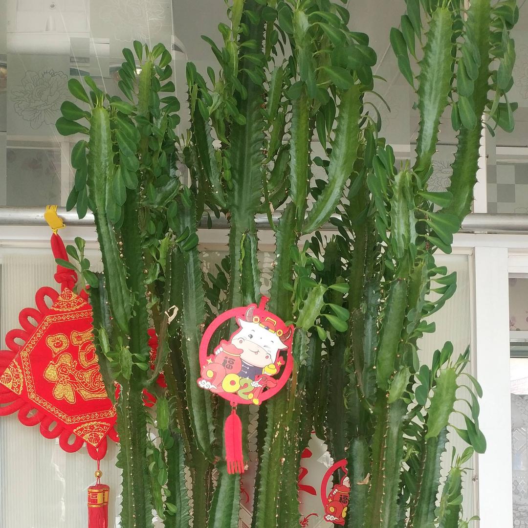 草原我的家乡