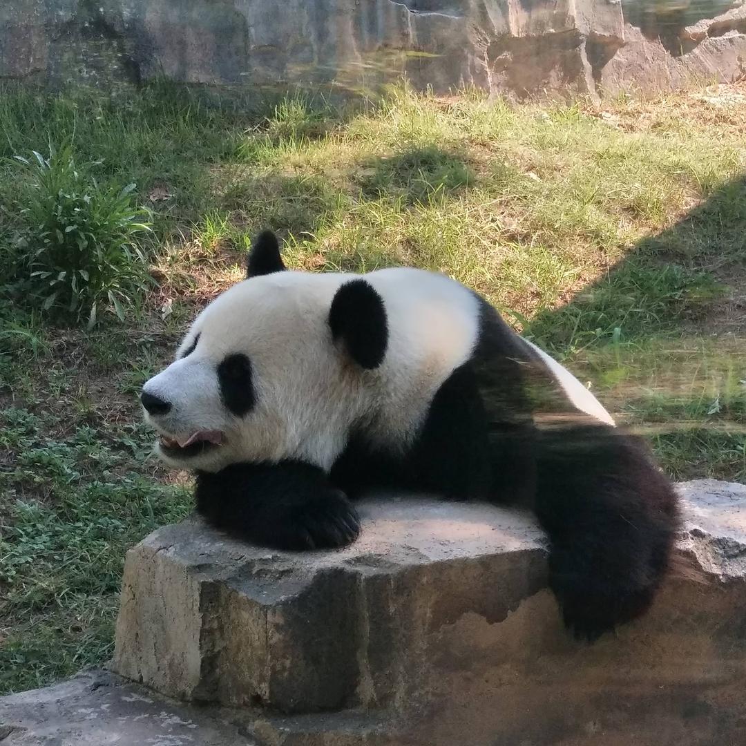 华姐