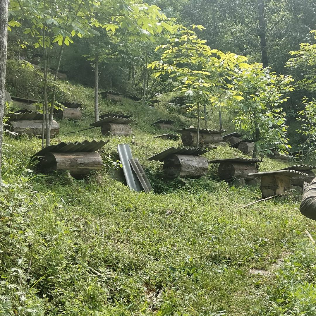 ！土蜂养殖，康县两河