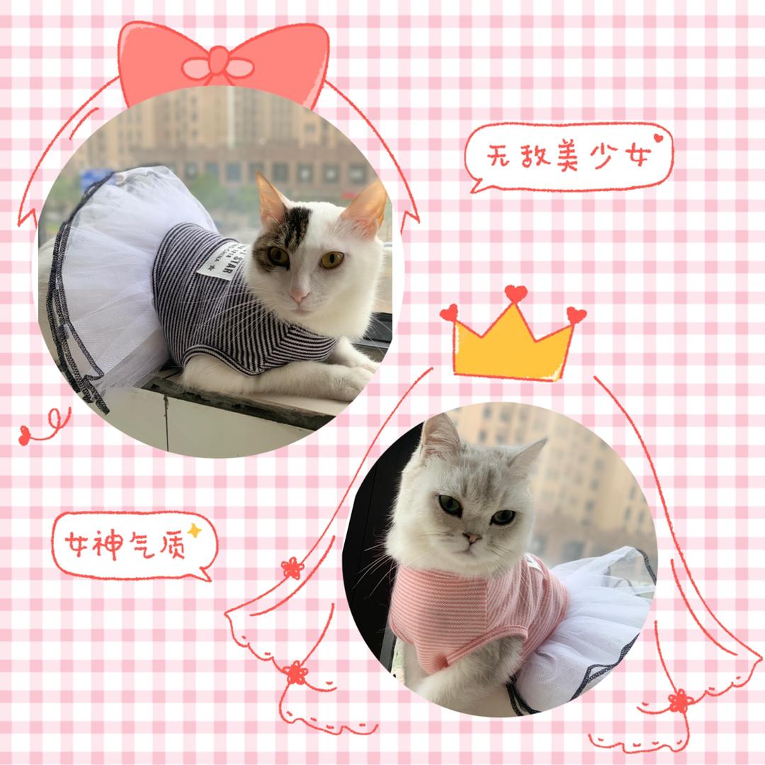 李小白和瓜子