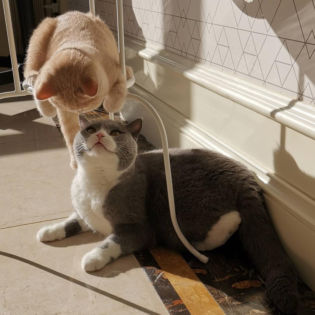 老猫胖胖小咪蹦蹦