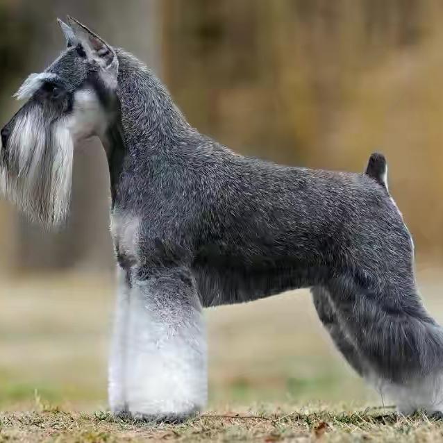 北京家养雪纳瑞犬泰迪贵宾犬