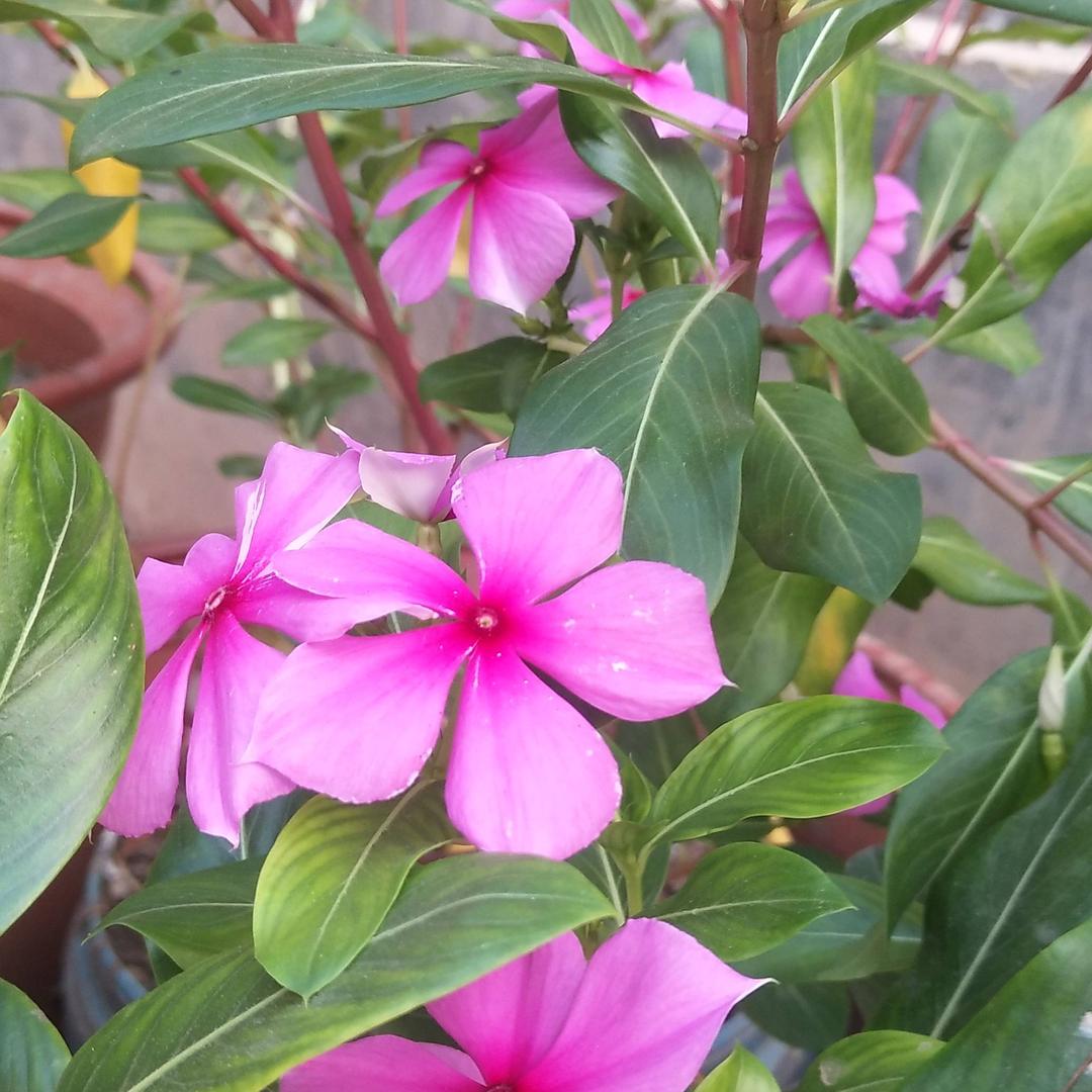 家有三个小棉袄