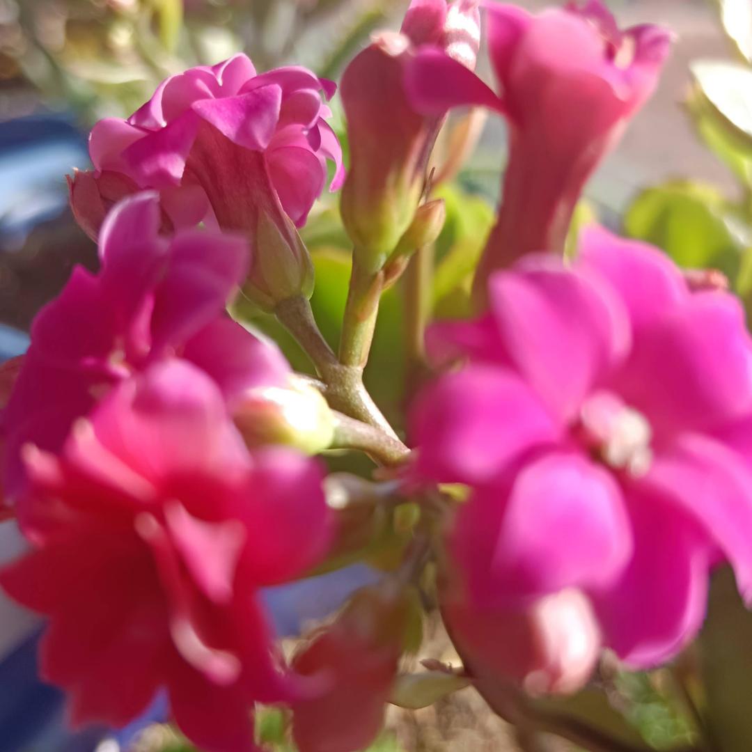 🌹雨爱