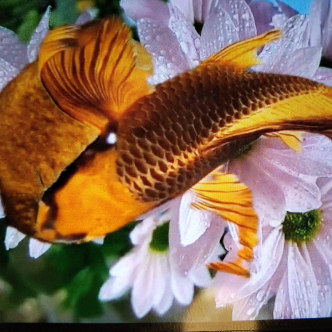 🐠我想做一条🐠