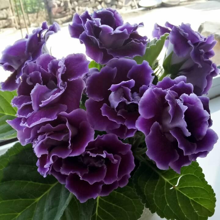 如意168
