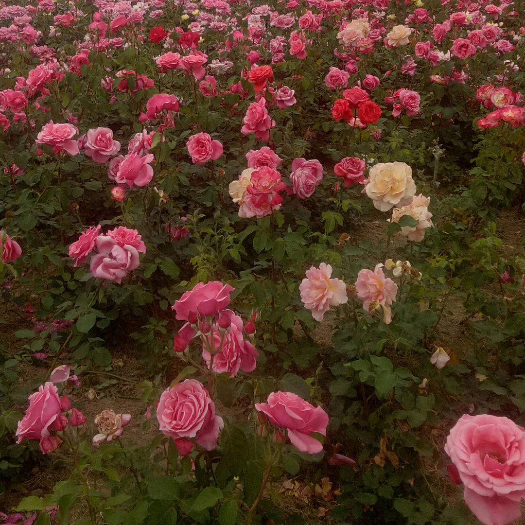 李花花