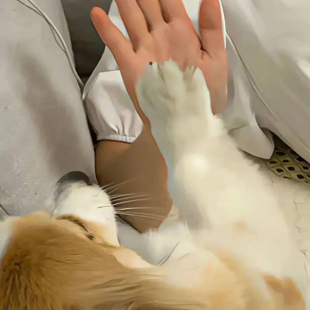 兜兜丫丶