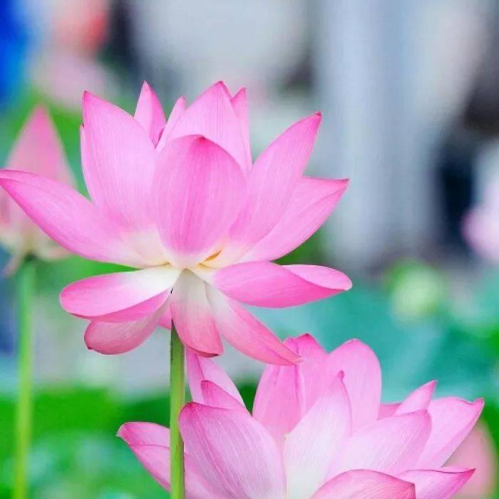 鸿雁☀水莲 🌸