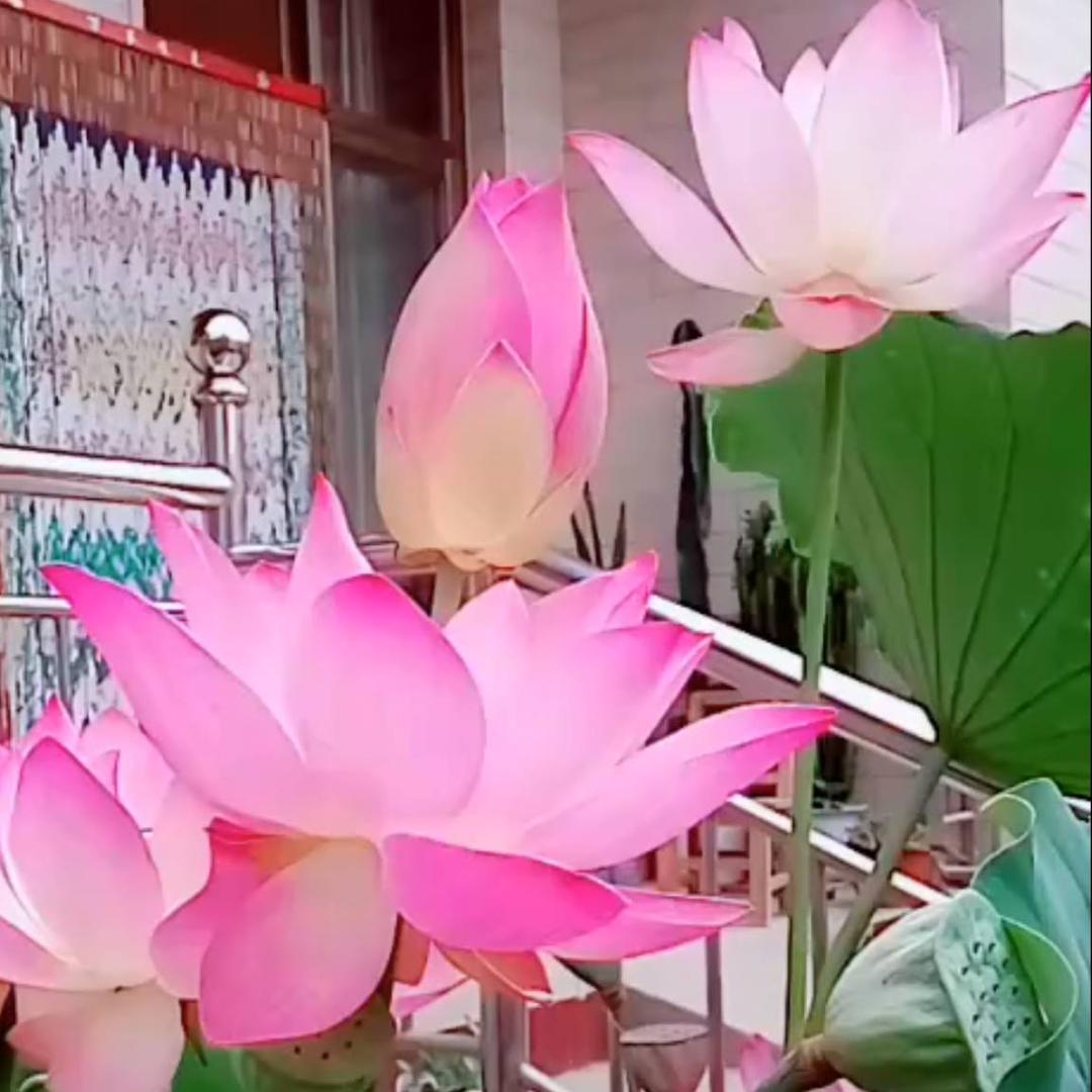 落梅谁听