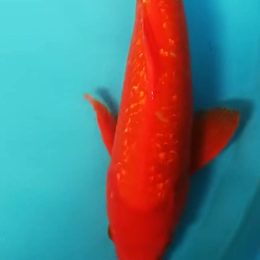坚强_