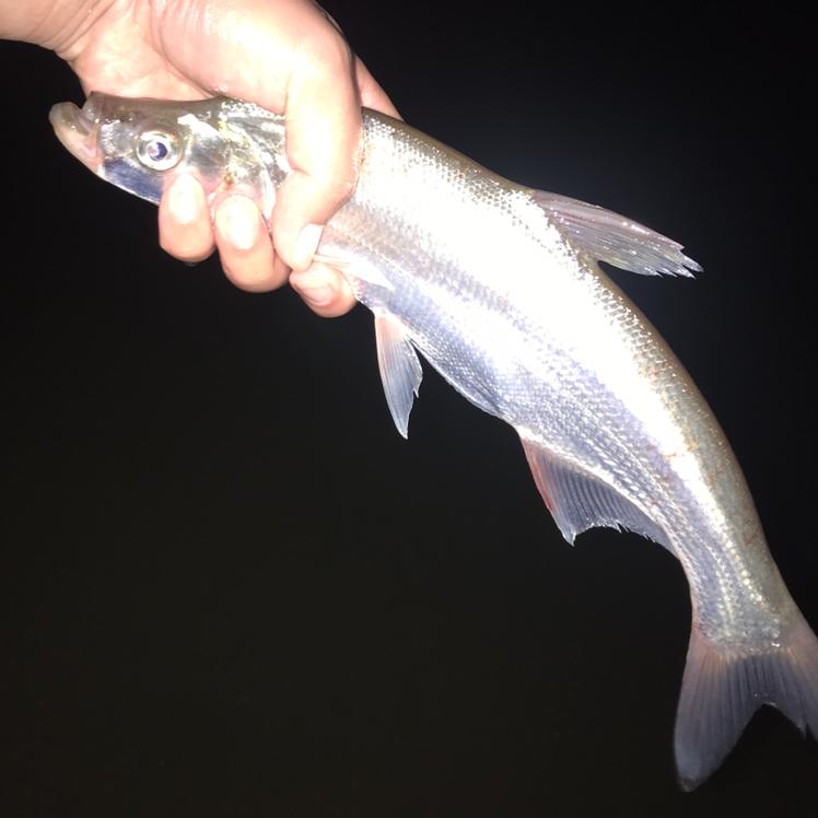陕西🐟游钓