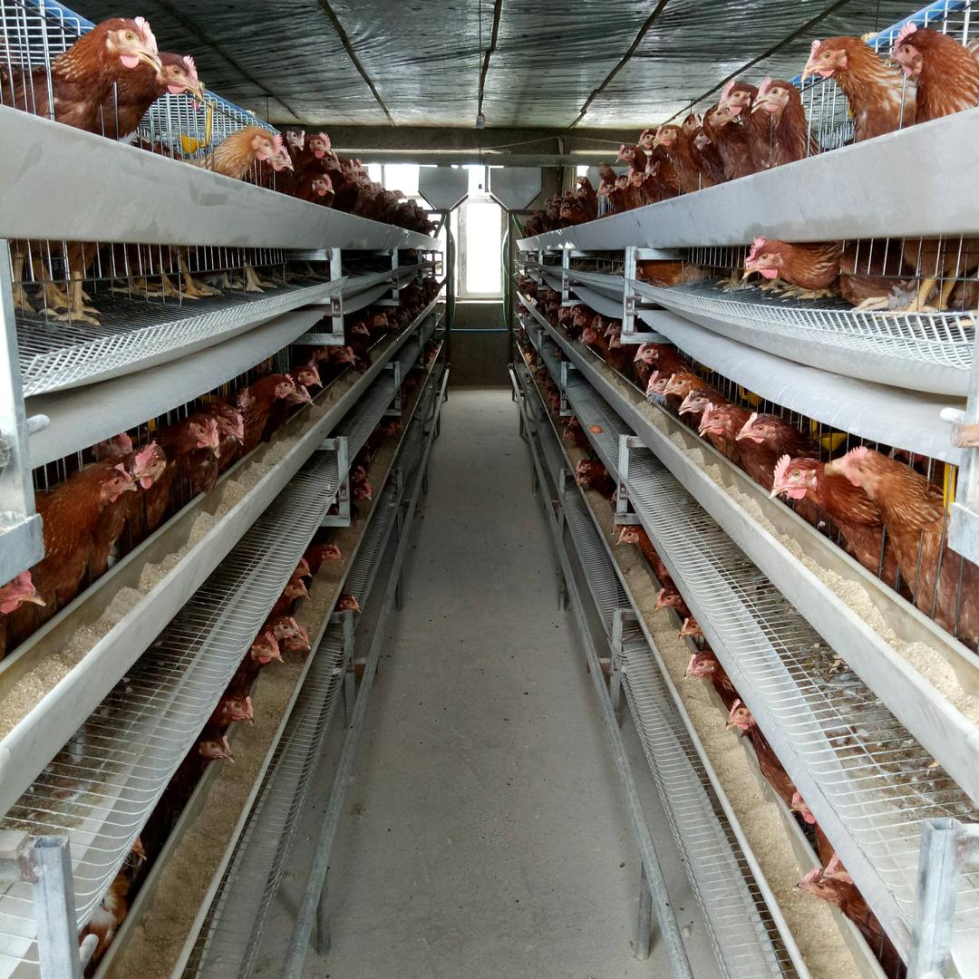 🏠 拼命下蛋🐔